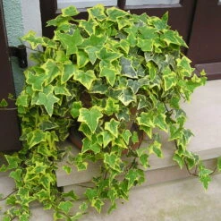 Efeu 'Gold Child' Gelbgrün, Topf-Ø 9 Cm, 12er-Set -Die grüne Ecke 0410650195 Hedera Helix Gold Child 12er Set 2 103584