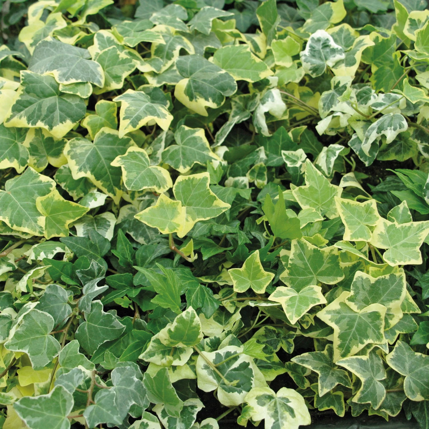 Efeu In Bunten Sorten, 6er-Set, 13 Cm Ø Topf 3 Efeu In Bunten Sorten, 6er-Set, 13 Cm Ø Topf