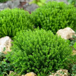 Hebe 'Green Globe', Topf-Ø 12cm, 6er-Set 9 Hebe 'Green Globe', Topf-Ø 12cm, 6er-Set -Die grüne Ecke 0410750294 Hebe Green Globe 12er Topf 5 55626