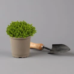 Hebe 'Green Globe', Topf-Ø 12cm, 6er-Set 8 Hebe 'Green Globe', Topf-Ø 12cm, 6er-Set -Die grüne Ecke 0410750716 0410750794 Hebe Green Globe 12er Topf tk 122459