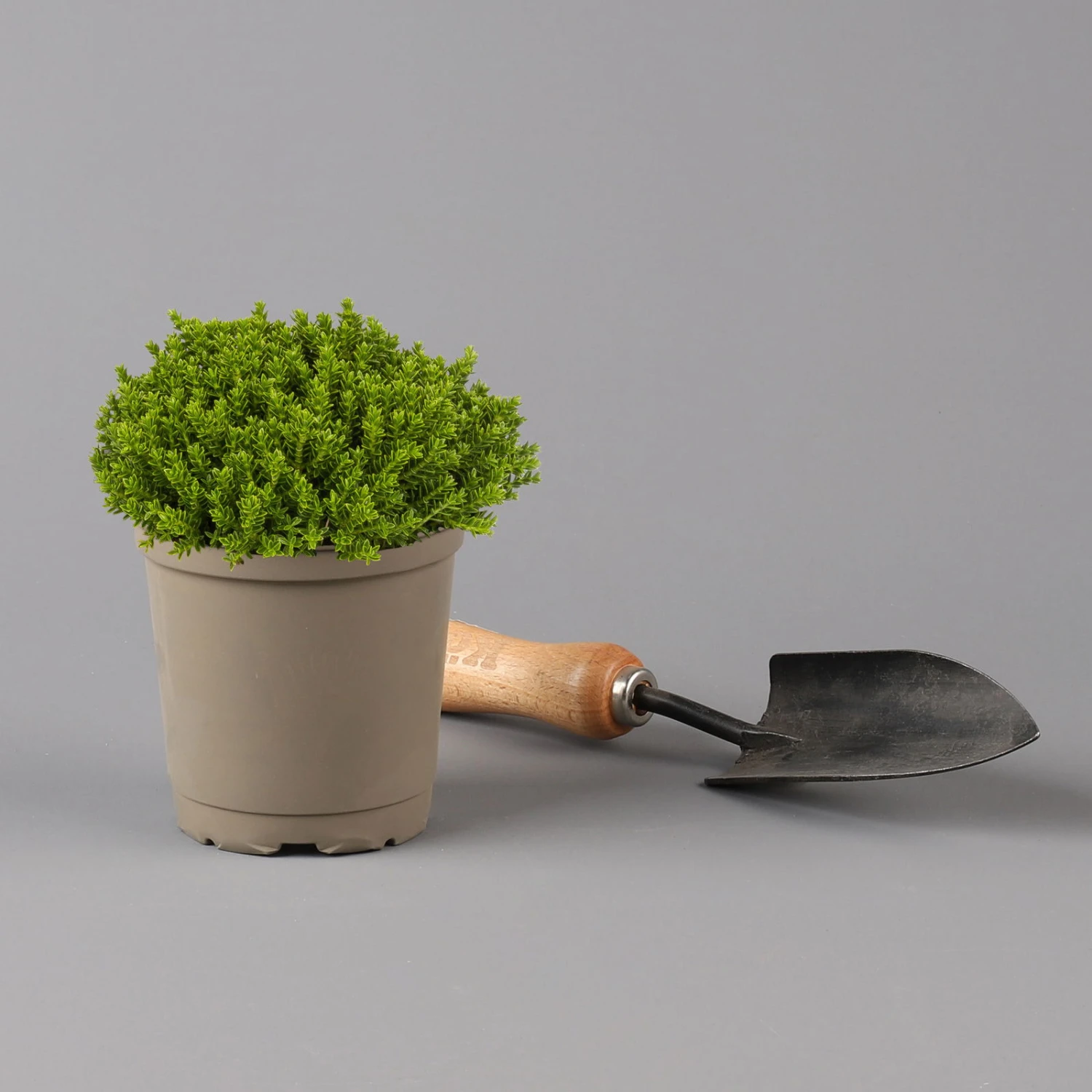 Hebe 'Green Globe', Topf-Ø 12cm, 6er-Set 4 Hebe 'Green Globe', Topf-Ø 12cm, 6er-Set – Bild 2