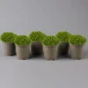 Hebe 'Green Globe', Topf-Ø 12cm, 6er-Set -Die grüne Ecke 0410750794 Hebe Green Globe 6er Set 12er Topf 122458