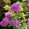 Zwerg-Duftflieder 'Bloomerang'® 'Dark Purple'(S), Syringa, Dunkellila, Im 19 Cm Topf -Die grüne Ecke 0410800416 Syringa Dark Purple 19er Topf 2 85418