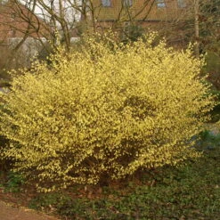 Niedrige Scheinhasel, 5er-Set, Höhe 25-30 Cm, Topf 3 Liter