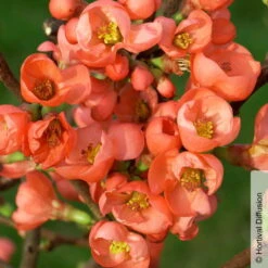 Zierquitte 'Friesdorfer Typ 205', Chaenomeles, Hellrot, Topf 5 Liter -Die grüne Ecke 0410870297 Chaenomeles Friesdorf 1 93910