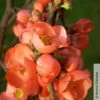 Zierquitte 'Friesdorfer Typ 205', Chaenomeles, Hellrot, Topf 5 Liter -Die grüne Ecke 0410870297 Chaenomeles Friesdorf 2 93909