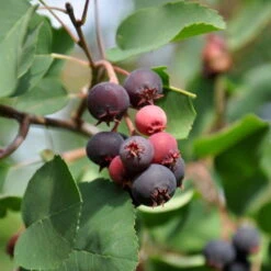 Felsenbirne 'Smoky', 3er-Set, Höhe 60-100 Cm, Topf 5 Liter -Die grüne Ecke 0410870499 Amelanchier Smoky 3er Set 060 100 Co 5lt 1 62124