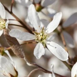 Felsenbirne 'Smoky', 3er-Set, Höhe 60-100 Cm, Topf 5 Liter -Die grüne Ecke 0410870499 Amelanchier Smoky 3er Set 060 100 Co 5lt 62133