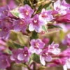 Buntlaubige Weigelie 'Magical® Rainbow' ('Kolmagira')(s), 4er-Set, Topf 5 Liter -Die grüne Ecke 0410870500 Kollektion Weigela 3er Set Co 3 4lt12 62984