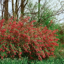 Dufthecke-Blütensträucher XL, 20er-Set, Höhe 80-100 Cm, Topf 12+20 Liter -Die grüne Ecke 0410870557 Dufthecke Solitaer 20er Set 2 124843