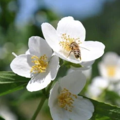 Dufthecke-Blütensträucher XL, 20er-Set, Höhe 80-100 Cm, Topf 12+20 Liter -Die grüne Ecke 0410870557 Dufthecke Solitaer 20er Set 3 124844