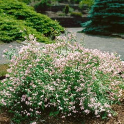 Dufthecke-Blütensträucher XL, 20er-Set, Höhe 80-100 Cm, Topf 12+20 Liter -Die grüne Ecke 0410870557 Dufthecke Solitaer 20er Set 4 124845