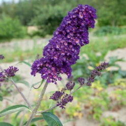 Dufthecke-Blütensträucher XL, 20er-Set, Höhe 80-100 Cm, Topf 12+20 Liter -Die grüne Ecke 0410870557 Dufthecke Solitaer 20er Set 5 124846