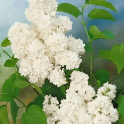 Dufthecke-Blütensträucher XL, 20er-Set, Höhe 80-100 Cm, Topf 12+20 Liter -Die grüne Ecke 0410870557 Dufthecke Solitaer 20er Set 6 124847