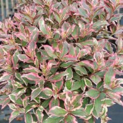 Buntlaubige-Zwerg-Weigelie 'Monet'®, 4er-Set, Topf 3 Liter -Die grüne Ecke 0410870686 Weigela Monet 117011