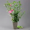Garten-Hibiskus 'Woodbridge', Purpurrosa Bis Purpurrot, 40-60 Cm Hoch, Topf 5 L -Die grüne Ecke 0410900254 Hibiscus Woodbridge purpurrot 4 1 122848