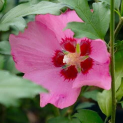 Garten-Hibiskus 'Woodbridge', Purpurrosa Bis Purpurrot, 40-60 Cm Hoch, Topf 5 L -Die grüne Ecke 0410900254 Hibiscus Woodbridge purpurrot 5 113954