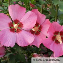 Garten-Hibiskus 'Woodbridge', Purpurrosa Bis Purpurrot, 40-60 Cm Hoch, Topf 5 L -Die grüne Ecke 0410900254 Koelle Hibiscus Woodbridge blaurot 76690