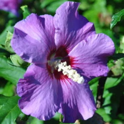 Garten-Hibiskus 'Russian Violet®', Violett, Höhe 40-60 Cm, Topf 5 Liter -Die grüne Ecke 0410900286 Koelle Hibiscus Russian Violet 040060 Co 5ltr 74243