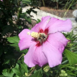Garten-Hibiskus 'Russian Violet®', Violett, Höhe 40-60 Cm, Topf 5 Liter -Die grüne Ecke 0410900286 Koelle Hibiscus Russian Violet 116391