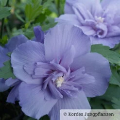 Duo-Gartenhibiskus 'Blue Chiffon®' Und 'White Chiffon®', Blau + Weiß, 5 Lt. Topf -Die grüne Ecke 0410900481 Hibiscus Blue Chiffon 1 76687