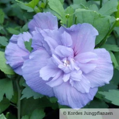 Duo-Gartenhibiskus 'Blue Chiffon®' Und 'White Chiffon®', Blau + Weiß, 5 Lt. Topf -Die grüne Ecke 0410900481 Hibiscus Blue Chiffon 76686