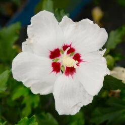 Kölle Garten-Hibiskus, Hibiscus Syriacus 'Red Heart', Weiß, Im Topf 5 Liter -Die grüne Ecke 0410900484 Hibiscus Red Heart weiss rote Mitte 5 113955