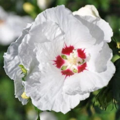 Kölle Garten-Hibiskus, Hibiscus Syriacus 'Red Heart', Weiß, Im Topf 5 Liter -Die grüne Ecke 0410900484 Koelle Hibiscus Red Heart 104168