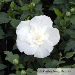 Duo-Gartenhibiskus 'Blue Chiffon®' Und 'White Chiffon®', Blau + Weiß, 5 Lt. Topf -Die grüne Ecke 0410900500 Hibiscus White Chiffon 1 76689