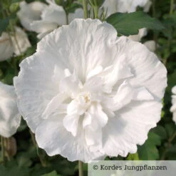 Duo-Gartenhibiskus 'Blue Chiffon®' Und 'White Chiffon®', Blau + Weiß, 5 Lt. Topf -Die grüne Ecke 0410900500 Hibiscus White Chiffon 76688