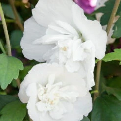 Duo-Gartenhibiskus 'Blue Chiffon®' Und 'White Chiffon®', Blau + Weiß, 5 Lt. Topf -Die grüne Ecke 0410900500 Hibiscus White Chiffon 040 050 Co 5 lt 75498