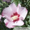 Kölle Garten-Hibiskus, Hibiscus Syriacus 'Mathilda', Zartrosa, 40-60 Cm Hoch, Topf 5 L