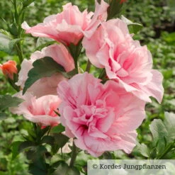 Garten-Hibiskus 'Pink Chiffon®', Rosa, 40-60 Cm Hoch, Topf 5 L -Die grüne Ecke 0410900545 Hibiscus Pink Chiffon 76684