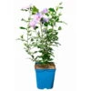 Garten-Hibiskus 'Marina', Violettblau, 40 - 60cm Hoch, Topf 5 L -Die grüne Ecke 0410900546 Hibiscus Marina violettblau 6 114011