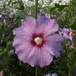 Garten-Hibiskus 'Marina', Violettblau, 40 - 60cm Hoch, Topf 5 L -Die grüne Ecke 0410900546 koelle Hibiscus Marina1 74247