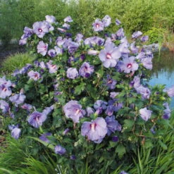 Garten-Hibiskus 'Marina', Violettblau, 40 - 60cm Hoch, Topf 5 L -Die grüne Ecke 0410900546 koelle Hibiscus Marina 74248