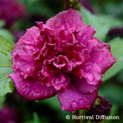Duo Garten-Hibiskus 'French Cabaret® Pastel' Und 'French Cabaret® Red', 5 L Topf -Die grüne Ecke 0410900549 Hibiscus syr French Cabaret Red 75024