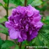 Garten-Hibiskus, Hibiscus Syriacus 'French Cabaret® Purple', Blauviolett, 40-60 Cm Hoch, Topf 5 L -Die grüne Ecke 0410900551 Hibiscus syr French Cabaret Purple 75026
