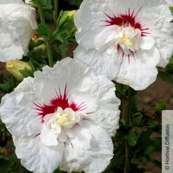 Garten-Hibiskus 'French Point®', Weiß Mit Roter Mitte, Im Topf 5 Liter -Die grüne Ecke 0410900588 Hibiscus French Point weiss pink 1 105096