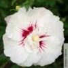 Garten-Hibiskus 'French Point®', Weiß Mit Roter Mitte, Im Topf 5 Liter -Die grüne Ecke 0410900588 Hibiscus French Point weiss pink 2 105095