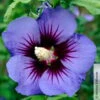 Garten-Hibiskus, Hibiscus Syriacus 'Ultramarine®', Im Topf 5 Lt. -Die grüne Ecke 0410900615 Hibiscus syr Ultramarine 105220