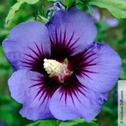 Garten-Hibiskus, Hibiscus Syriacus 'Ultramarine®', Im Topf 5 Lt.