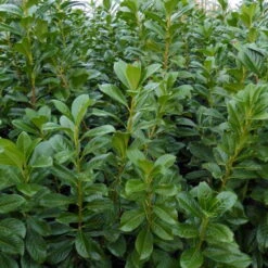 Kölle Kirschlorbeer 'Novita', 25er-Set, Höhe 80-125 Cm, Topf 10 Liter -Die grüne Ecke 0410950306 Koelle Prunus laur Novita 88577