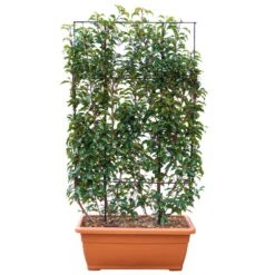 Portugiesischer Lorbeer 'Angustifolia', 5er-Set, Spalier 130x90 Cm, Kasten 80 Cm -Die grüne Ecke 0410950660 Prunus lus Angustifolia 5er Set Spalier 130x90cm Kasten 80cm 2 122774