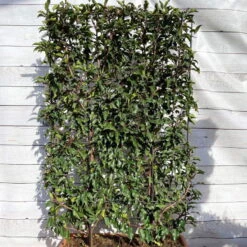 Portugiesischer Lorbeer 'Angustifolia', 5er-Set, Spalier 130x90 Cm, Kasten 80 Cm -Die grüne Ecke 0410950660 Prunus lus Angustifolia 5er Set Spalier WEB 1 107869