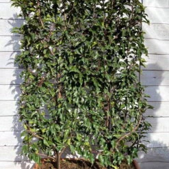 Portugiesischer Lorbeer 'Angustifolia', 5er-Set, Spalier 130x90 Cm, Kasten 80 Cm -Die grüne Ecke 0410950660 Prunus lus Angustifolia 5er Set Spalier WEB 2 107870