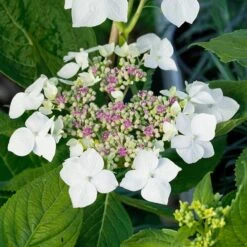 Kölle Tellerhortensie, Hydrangea Macropylla, Weiß, Im 5 Lt. Topf -Die grüne Ecke 0415100068 KB Hydrangea mac Teller weiss Co 5 lt 59929
