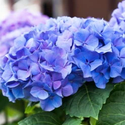 Kölle Gartenhortensie Ball Blau, 4/5 Liter Topf -Die grüne Ecke 0415100097 Koelle Hydrangea mac Ball blau Co 5lt 21er Topf farbezeigend 59935
