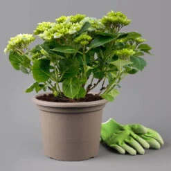 Kölle Gartenhortensie Ball Blau, 4/5 Liter Topf -Die grüne Ecke 0415100097 hydrangea mac ball blau 11 125072