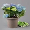 Kölle Gartenhortensie Ball Blau, 4/5 Liter Topf -Die grüne Ecke 0415100097 hydrangea mac ball blau 1 125070